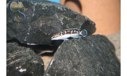Julidochromis ornatus kapampa